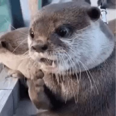 2EF54DAA-A685-4165-9AF2-3E3ED856E478.gif