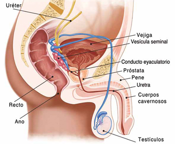 44_prostata.jpg
