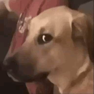 E3D6F2EC-6F5D-45BF-A3A7-B02F22B0CF0E.gif