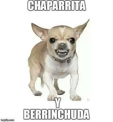 Memes-chihuahua-chaparrita.webp