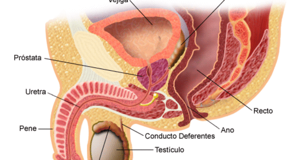 prostata-anatomia-1010x555.gif