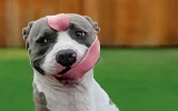 HD-wallpaper-long-tongue-dog-funny-lick-tongue.webp