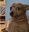 513F577E-8F15-4212-B00E-456A4ADEA4A2.gif