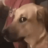 E3D6F2EC-6F5D-45BF-A3A7-B02F22B0CF0E.gif