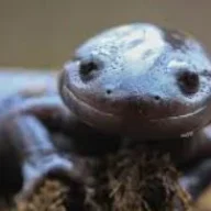 Salamander