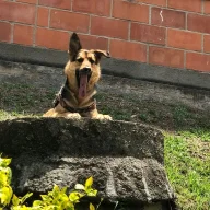 Borjes