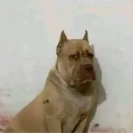 EL N