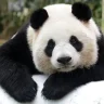 PandaMaster