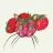 Pinktomatoe