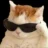 GatoPajero