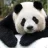PandaMaster